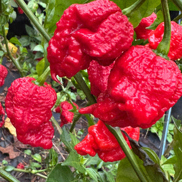Primo Lucifer XL - Seeds - The Pepper Pantry (Formerly Marie Sharp's)
